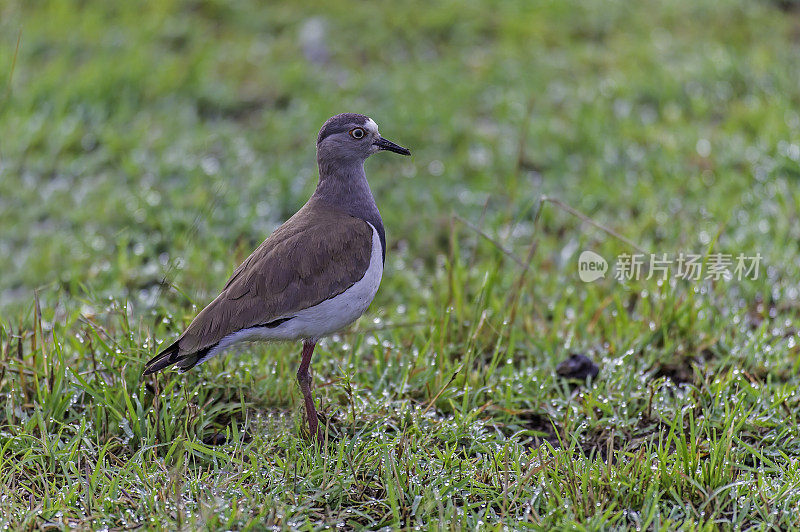 黑翅鸻，Vanellus melanopterus，马赛马拉国家保护区，肯尼亚